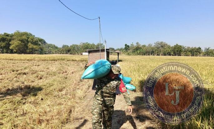 Angkat Gabah Bersama Petani, Babinsa Dimong Hadir di Tengah Panen