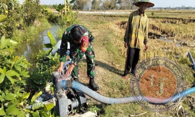 Pastikan Sawah Tetap Terairi, Babinsa Purworejo Dampingi Petani Jalankan Pompanisasi