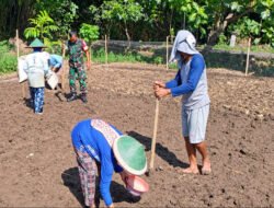 Dari Pekarangan Rumah, Babinsa Kedungmaron Dampingi Warga Tanam Kacang Tanah