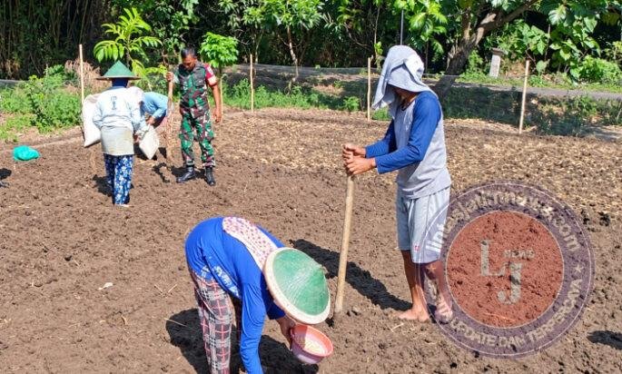 Dari Pekarangan Rumah, Babinsa Kedungmaron Dampingi Warga Tanam Kacang Tanah
