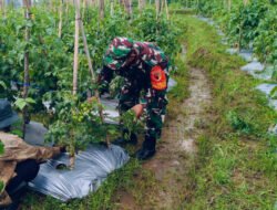 Rawat Tanaman Cabai, Babinsa Kare Turun Langsung Dampingi Petani