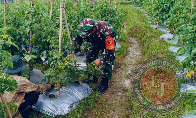 Rawat Tanaman Cabai, Babinsa Kare Turun Langsung Dampingi Petani