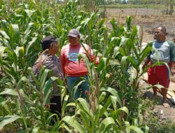 Polsek Sukorejo Dampingi Kelompok Tani Manfaatkan Lahan Produktif untuk Ketahanan Pangan