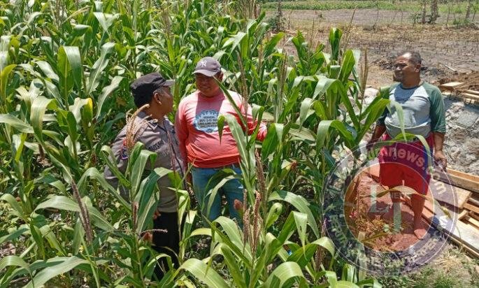 Polsek Sukorejo Dampingi Kelompok Tani Manfaatkan Lahan Produktif untuk Ketahanan Pangan