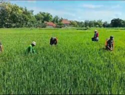 Kawal Padi MT III, Babinsa Karangmalang Turun Langsung ke Sawah