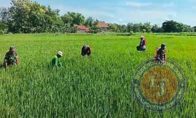 Kawal Padi MT III, Babinsa Karangmalang Turun Langsung ke Sawah