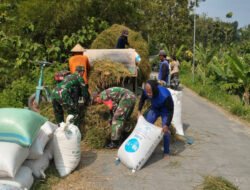 Panen Padi di Gesi Jadi Ajang Babinsa Serap Cerita Petani