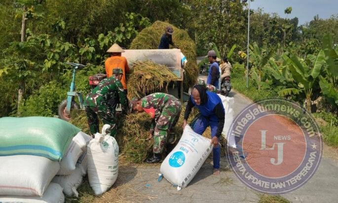 Panen Padi di Gesi Jadi Ajang Babinsa Serap Cerita Petani