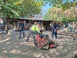 Polsek Waru Bongkar Arena Sabung Ayam di Bungurasih Utara