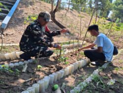 Dukung Swasembada Pangan, Babinsa Danukusuman Dampingi Petani Panen Padi dan Rawat Kebun Cabai di Tanggul