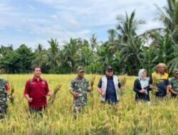 Cetak Rekor Tertinggi Sepanjang Sejarah, Penyerapan Beras BULOG Capai 4 Juta Ton di 2026