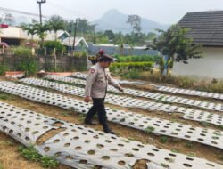 Polsek Nongkojajar Dukung Ketahanan Pangan Nasional, Pantau dan Rawat Tanaman Bawang Putih di Desa Tlogosari