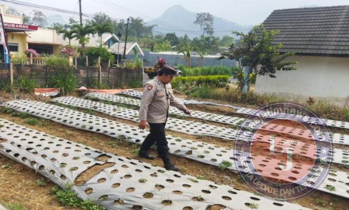 Polsek Nongkojajar Dukung Ketahanan Pangan Nasional, Pantau dan Rawat Tanaman Bawang Putih di Desa Tlogosari