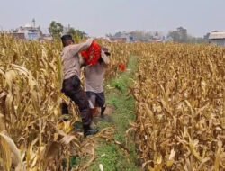Bahu-Membahu di Ladang Jagung, Jajaran Polresta Malang Kota Bersama Warga Wujudkan Ketahanan Pangan
