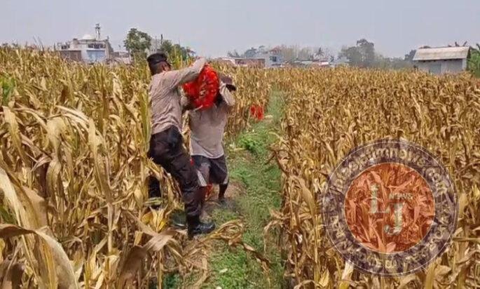 Bahu-Membahu di Ladang Jagung, Jajaran Polresta Malang Kota Bersama Warga Wujudkan Ketahanan Pangan