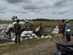 Menggema di Sragen! Aksi Nyata Koptu Agus Dwi dan Koramil Gesi Kawal Panen Raya Petani