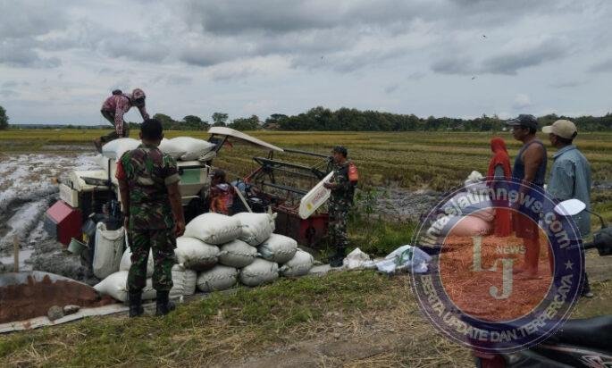 Menggema di Sragen! Aksi Nyata Koptu Agus Dwi dan Koramil Gesi Kawal Panen Raya Petani