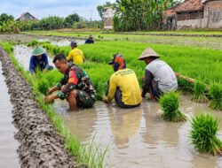 Dari Persemaian ke Sawah, Babinsa dan Petani Uteran Bersiap Songsong Musim Tanam