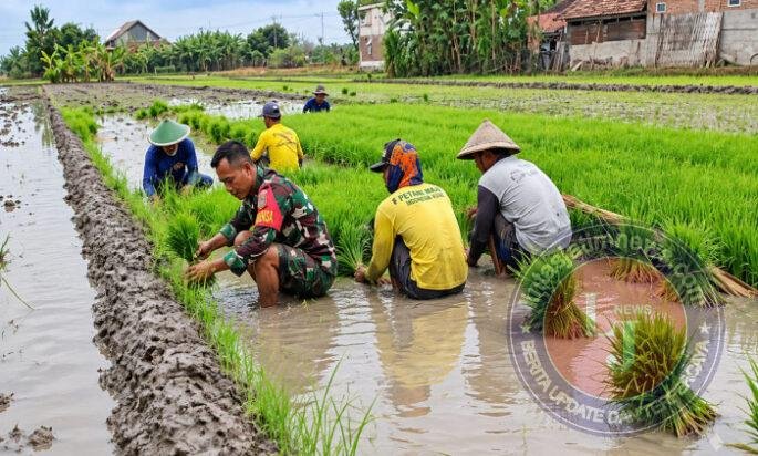 Dari Persemaian ke Sawah, Babinsa dan Petani Uteran Bersiap Songsong Musim Tanam