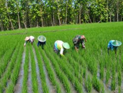 Turun ke Sawah, Babinsa Bajulan Bantu Petani Rawat Padi Demi Hasil Panen yang Optimal