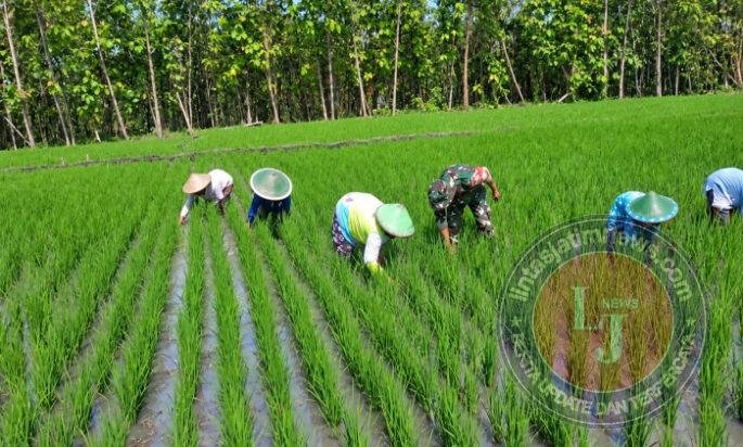Turun ke Sawah, Babinsa Bajulan Bantu Petani Rawat Padi Demi Hasil Panen yang Optimal