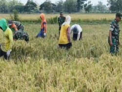 Babinsa Karangmalang Turun ke Sawah, Petani Berharap Harga Gabah Tak Dipermainkan Tengkulak