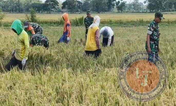 Babinsa Karangmalang Turun ke Sawah, Petani Berharap Harga Gabah Tak Dipermainkan Tengkulak