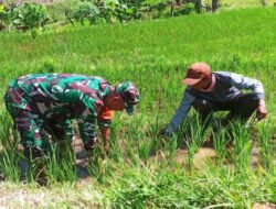 Menyemaikan Harapan di Tanah Sambirejo: Kala Babinsa dan Petani Bahu-Membahu Rawat Bulir Padi