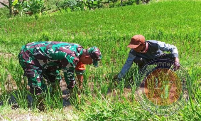 Menyemaikan Harapan di Tanah Sambirejo: Kala Babinsa dan Petani Bahu-Membahu Rawat Bulir Padi