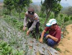 Dukung Ketahanan Pangan Nasional, Bhabinkamtibmas Pantau Tanaman Bawang Putih di Tlogosari