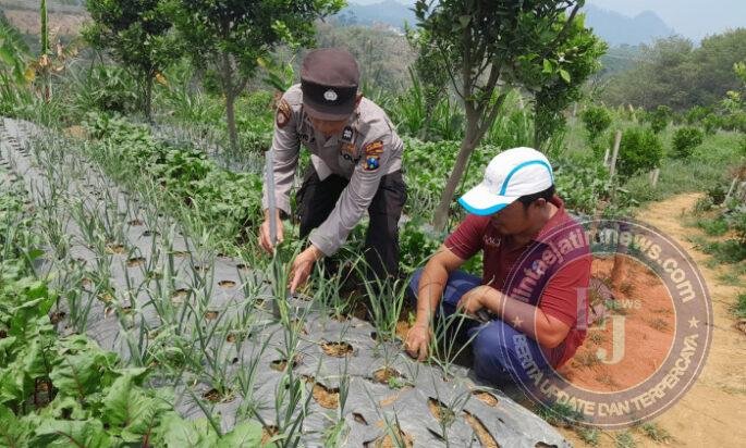 Dukung Ketahanan Pangan Nasional, Bhabinkamtibmas Pantau Tanaman Bawang Putih di Tlogosari