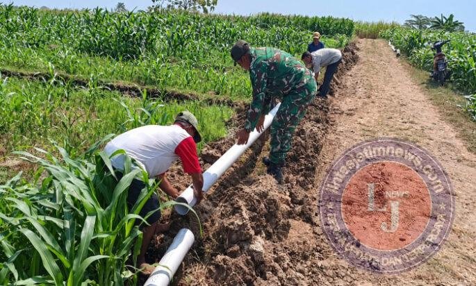Pipanisasi di Candimulyo, Babinsa Bersama Warga Perkuat Ketahanan Pangan Desa