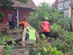 Babinsa, BPBD, dan Warga Bergerak Cepat Tangani Pohon Tumbang Akibat Angin Kencang di Kanigoro