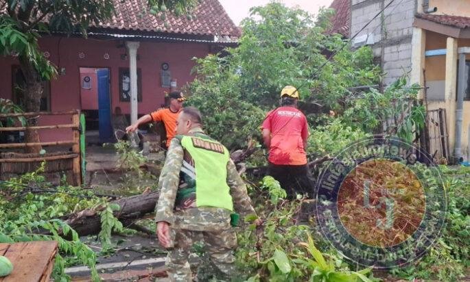 Babinsa, BPBD, dan Warga Bergerak Cepat Tangani Pohon Tumbang Akibat Angin Kencang di Kanigoro